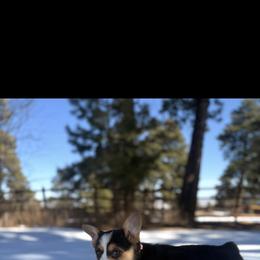 Pembroke Welsh Corgi Puppies from Ruidoso's Crowned Companions