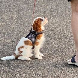 Cavalier King Charles Spaniels from Blessed Cavaliers
