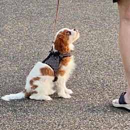 Cavalier King Charles Spaniels from Blessed Cavaliers