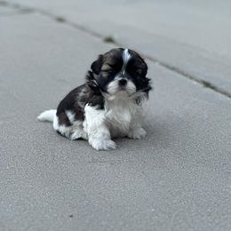 Rosie - Red and white female Shih Tzu puppy in Ontario, Oregon from Keeper of the Stars