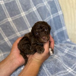 River - Red tri-color male Aussiedoodle puppy in Sweetwater, Florida from Sandy Snout Doodles
