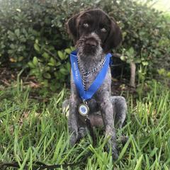 German Wirehaired Pointer Puppies from RipTide Kennels