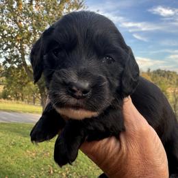 Huxley - Black male Dachshund puppy in Bentonville, Arkansas from Boujee Buns Dachshunds