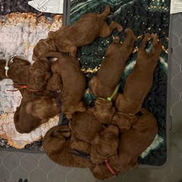 Hurricane - Red  male Poodle puppy in Mount Vernon, Illinois from AMC Poodles