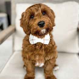 Australian Labradoodles from Majestic Doodles