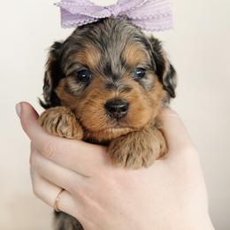 'Nutmeg' Purple Bow Female - Merle female Bernedoodle puppy in Kamas, Utah from A + E Farms