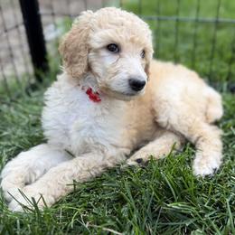 Red Girl - Apricot female Poodle puppy in Fort Collins, Colorado from Solstice Standards