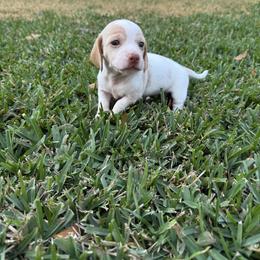 Mary Kate - Piebald female Dachshund puppy in Brooksville, Florida from Dip N Doxies