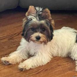 Biewer Terriers and Yorkshire Terriers from Heritage Yorkie and Biewers Kennel