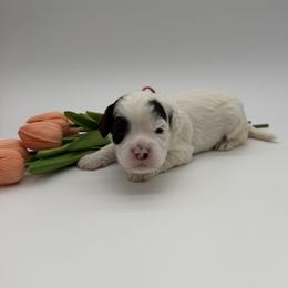 Lyric - Black and chalk female Australian Labradoodle puppy in Denton, Texas from Dignity Labradoodles