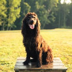 Isla - Boykin Spaniel