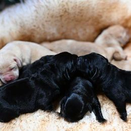 Boy 2 - male Labrador Retriever puppy in Amesbury, Massachusetts from Fox Hill Farm & K9