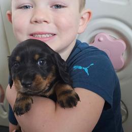 Bear - Black and tan female Dachshund puppy in Elk River, Minnesota from Darling Doxies
