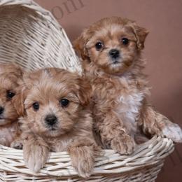 Maltipoos, Poodles, and Yorkshire Terriers from Noble Pets