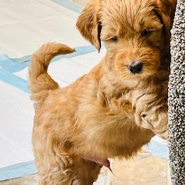 Goldendoodle Puppies from South Georgia Golden Doodle Ranch LLC