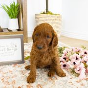 Goldendoodle, Irish Doodle, Labradoodle, and Poodle Puppies from Desert Doodles