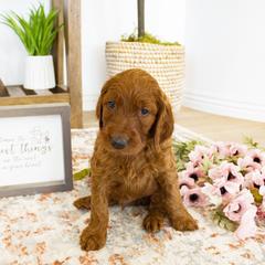 Goldendoodle, Irish Doodle, Labradoodle, and Poodle Puppies from Desert Doodles