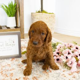 Goldendoodle, Irish Doodle, Labradoodle, and Poodle Puppies from Desert Doodles