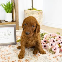 Goldendoodle, Irish Doodle, Labradoodle, and Poodle Puppies from Desert Doodles