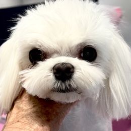 Kimber - Maltese