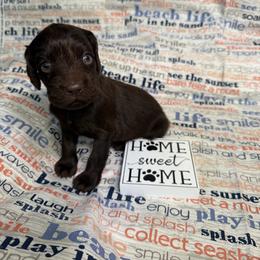 Beau - Chocolate male Boykin Spaniel puppy in Van Buren, Arkansas from Arklahoma Boykins