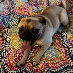 Greg - Pug