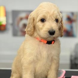 Peaches - Apricot female Goldendoodle puppy in Yuciapa, California from AlltheDoodlez_