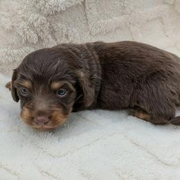 Eve - 2500 - Chocolate and tan female Dachshund puppy in Sonora, Kentucky from Maple Hill Miniature Dachshunds