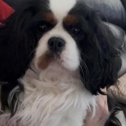 Sheba - Cavalier King Charles Spaniel