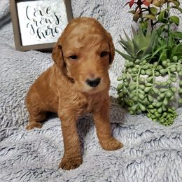 Girl 1 - Poodle puppy in Burleson, Texas from Patriotic Poodles