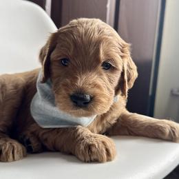 Light Blue - Red  male Goldendoodle puppy in Lebanon, Pennsylvania from Homespundoodles