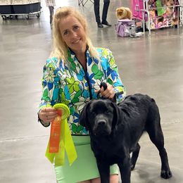 Labrador Retrievers from Crows Nest Labradors