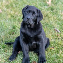 Labrador Retriever Puppies from Clearwater Labradors