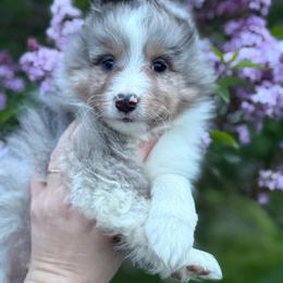 Cal - Blue merle white and tan male Shetland Sheepdog puppy in Middleburgh, New York from StoneyAcre