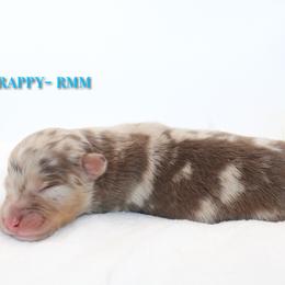 Frappy - Red merle male Australian Shepherd puppy in Coldwater, Michigan from Northern Star Australian Shepherds
