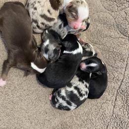Girl 1 - Blue merle female Miniature American Shepherd puppy in Spanaway, Washington from Meadow Run Mini American Shepherds