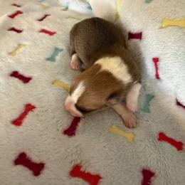 Pup 3 - White and red male Pembroke Welsh Corgi puppy in Jenkinsburg, Georgia from Red Elephant Farms