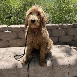 Goldendoodle Puppies from Golden Rule Doodles