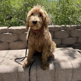 Goldendoodle Puppies from Golden Rule Doodles