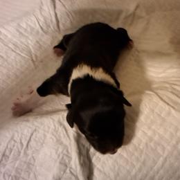Pumpkin - Black tri-color female Australian Shepherd puppy in Albany, Oregon from Red Cloud Australian Shepherds and DeGray Great Danes & Bulldogs