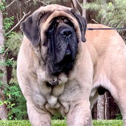 Tucker - Mastiff