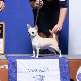 Kaia - Chihuahua