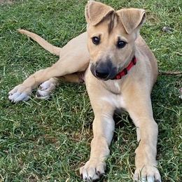 Greyhounds from Trapple's Custom K-9's