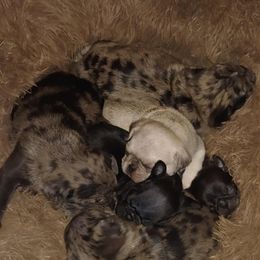 Pug Puppies from Brenda's Pugs