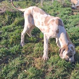 Blue Fawn Harlequin Male - Harlequin male Great Dane puppy in Cunningham, Kansas from Garden Grove Great Danes