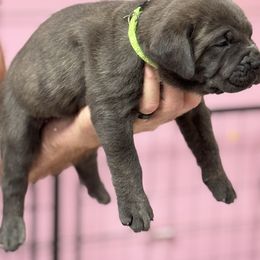 Green - Gray brindle female Cane Corso puppy in Pollock Pines, California from Capitol City Cane Corso