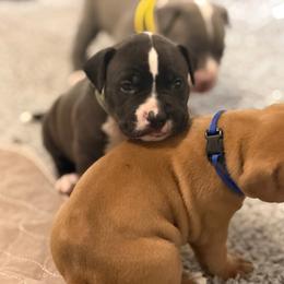 Camo Collar - Black male American Pit Bull Terrier puppy in Pensacola, Florida from Alpha Alliance Kennels