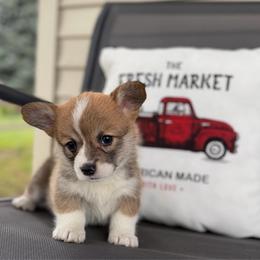 Latte - Red female Pembroke Welsh Corgi puppy in Rose, Nebraska from Clearsky Corgis
