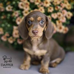 Daisy - Chocolate and tan female Dachshund puppy in Brooksville, Florida from Dapper Doxies