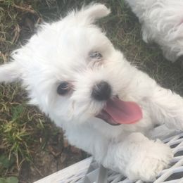 Maltese from Purely Maltese